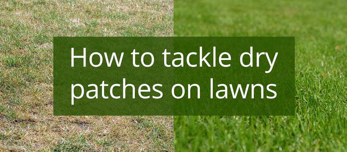 Remedy for dry patches on lawns